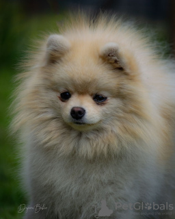 Photo №3. Pomeranian. Russian Federation