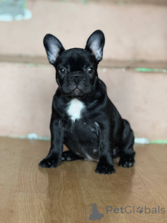 Photo №3. French bulldog beautiful puppies. Serbia
