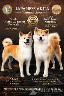 Photo №1. akita - for sale in the city of Kruševac | 1032$ | Announcement № 69446