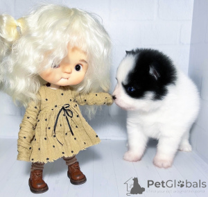 Photo №4. I will sell  in the city of Krasnodar. from nursery, breeder - price - 2353$