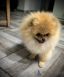 Additional photos: Pomeranian puppies of the highest pedigree