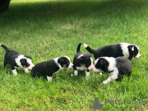 Photo №3. Adorable Border Collie puppies for free adoption. Germany