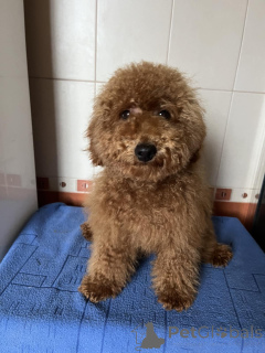 Photo №1. poodle (toy) - for sale in the city of Kiev | 1548$ | Announcement № 156646