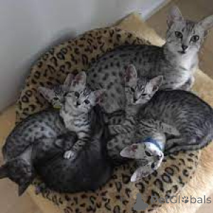 Photo №1. egyptian mau - for sale in the city of Helsinki | 599$ | Announcement № 164675
