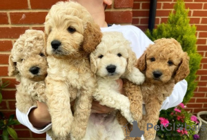 Photo №1. non-pedigree dogs - for sale in the city of Texas City | 875$ | Announcement № 79653
