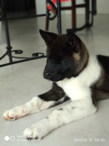 Photo №1. american akita - for sale in the city of Kaliningrad | Negotiated | Announcement № 2219