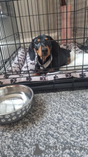 Photo №4. I will sell dachshund in the city of Aarhus. private announcement - price - 310$