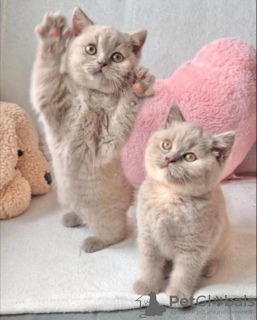 Photo №4. I will sell british shorthair in the city of Амстердам.  - price - 317$