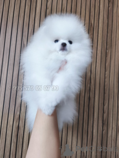 Photo №1. pomeranian - for sale in the city of Batumi | negotiated | Announcement № 166047