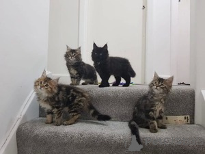 Photo №1. maine coon - for sale in the city of Antwerp | Is free | Announcement № 154168