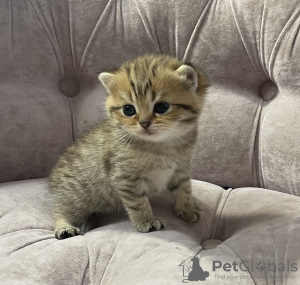 Photo №1. british shorthair - for sale in the city of Tula | 391$ | Announcement № 122041