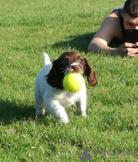 Photo №1. english springer spaniel - for sale in the city of Sint Anthonis | 301$ | Announcement № 129505