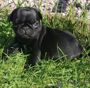 Photo №3. Urocze szczenięta mopsa do adopcji. Poland