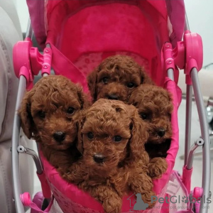 Photo №1. poodle (toy) - for sale in the city of Zagreb | negotiated | Announcement № 119568