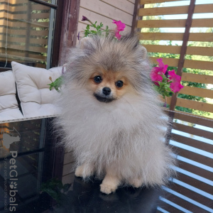 Photo №1. pomeranian - for sale in the city of Vsevolozhsk | 846$ | Announcement № 110790