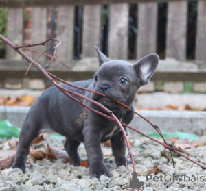 Photo №1. french bulldog - for sale in the city of Брисбен | Is free | Announcement № 105440