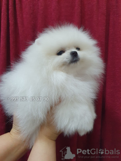 Photo №4. I will sell pomeranian in the city of Tbilisi. from nursery, breeder - price - negotiated
