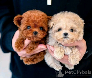 Photo №1. poodle (toy) - for sale in the city of Chicago | 400$ | Announcement № 137886