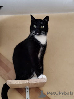 Photo №1.  - for sale in the city of Minsk | Is free | Announcement № 157486