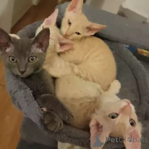 Photo №2 to announcement № 167238 for the sale of sphynx cat - buy in Germany private announcement