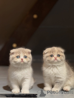 Photo №1. scottish fold - for sale in the city of Albacete | negotiated | Announcement № 167299