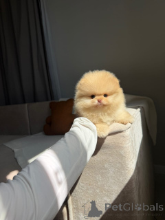 Photo №1. pomeranian - for sale in the city of Bezanson | negotiated | Announcement № 174872