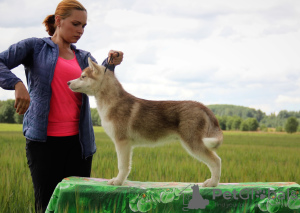 Additional photos: Offered for sale male Siberian husky