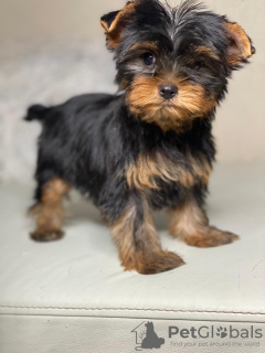 Photo №1. yorkshire terrier - for sale in the city of Minsk | 687$ | Announcement № 36627