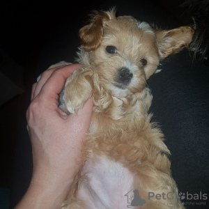 Photo №2 to announcement № 81803 for the sale of maltese dog - buy in Germany private announcement