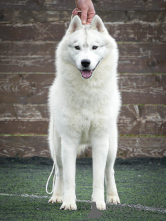 Photo №2 to announcement № 72754 for the sale of siberian husky - buy in Serbia breeder
