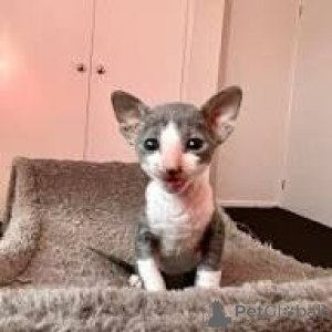 Photo №3. Schattige Cornish Rex kittens zoeken een nieuw thuis.. Belgium