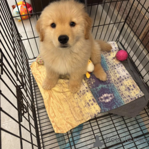 Photo №2 to announcement № 165319 for the sale of golden retriever - buy in Austria breeder