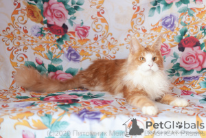 Photo №2 to announcement № 7061 for the sale of maine coon - buy in Russian Federation from nursery, breeder
