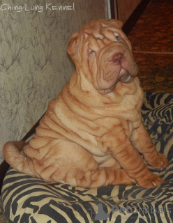 Photo №1. shar pei - for sale in the city of Tver | 339$ | Announcement № 8364