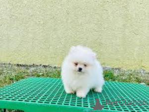 Photo №3. Chiots Poméraniens à vendre. France