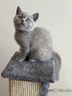 Photo №2 to announcement № 156144 for the sale of british shorthair - buy in France 