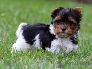 Photo №1.  - for sale in the city of Berlin | negotiated | Announcement № 156757