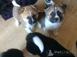 Photo №2 to announcement № 18605 for the sale of akita - buy in Belgium private announcement