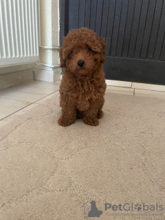 Photo №3. Red toy poodle puppies for sale. Serbia