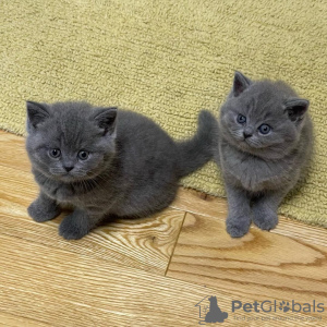 Photo №1. british shorthair - for sale in the city of Chicago | 300$ | Announcement № 129526