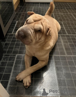 Photo №1. shar pei - for sale in the city of Berlin | 370$ | Announcement № 116801