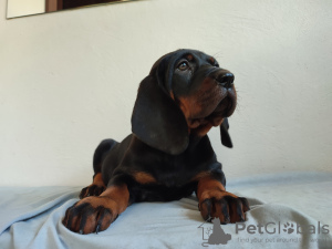 Photo №1. polish hunting dog - for sale in the city of Tymbark | 707$ | Announcement № 104387