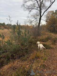 Photo №2 to announcement № 157843 for the sale of golden retriever - buy in Germany private announcement