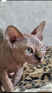 Photo №1. sphynx-katze - for sale in the city of Vladimir | negotiated | Announcement № 115366