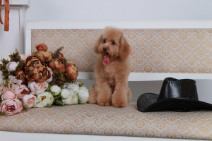 Photo №2 to announcement № 5014 for the sale of poodle (toy) - buy in Russian Federation breeder