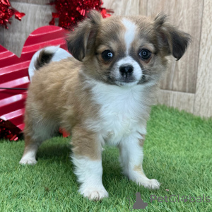 Photo №1. chihuahua - for sale in the city of Garmisch-Partenkirchen | negotiated | Announcement № 134928