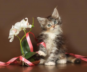 Photo №2 to announcement № 964 for the sale of maine coon - buy in Russian Federation private announcement, from nursery, breeder