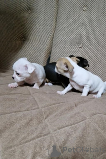 Photo №2 to announcement № 135146 for the sale of chihuahua - buy in Serbia breeder