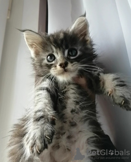 Photo №1. maine coon - for sale in the city of Рославль | negotiated | Announcement № 60055