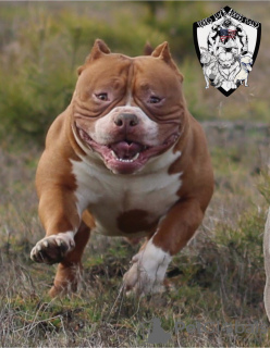 Photo №3. American Bully Puppies For Sale ABKC Delivery All Europe & Asia. Poland